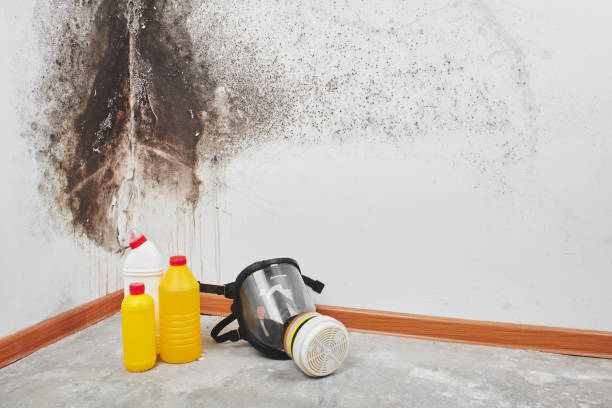 Best Attic Mold Removal  in Kekaha, HI
