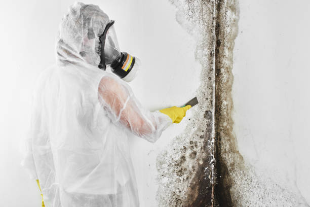 Best Residential Mold Removal  in Kekaha, HI