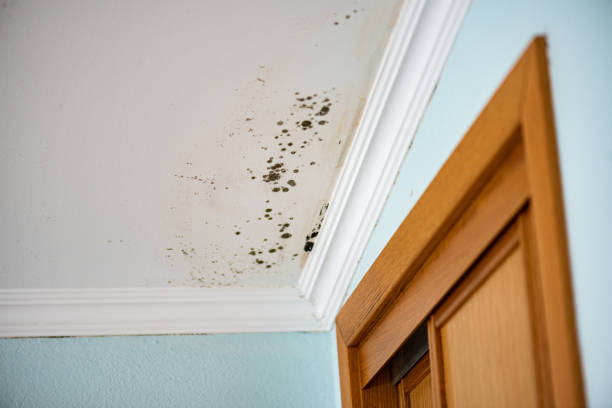 Professional Mold Removal in Kekaha, HI