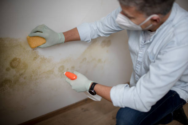 Best Attic Mold Removal  in Kekaha, HI