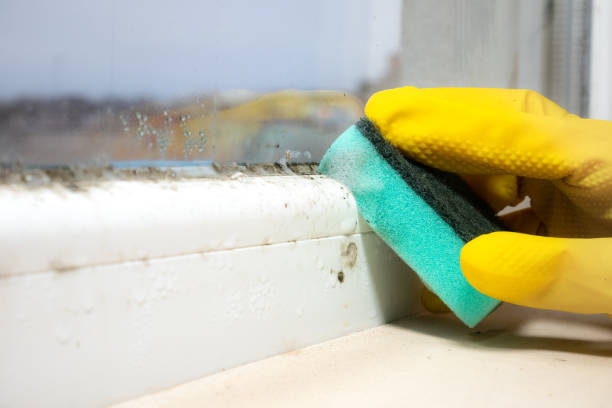 Mold Testing and Removal in Kekaha, HI