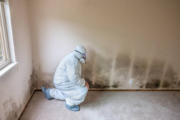 Best Mold Damage Repair  in Kekaha, HI