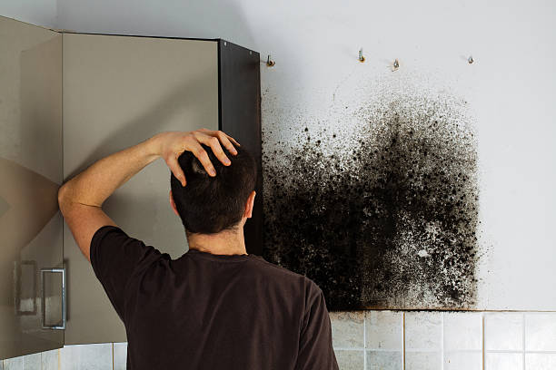 Best Local Mold Removal Service  in Kekaha, HI