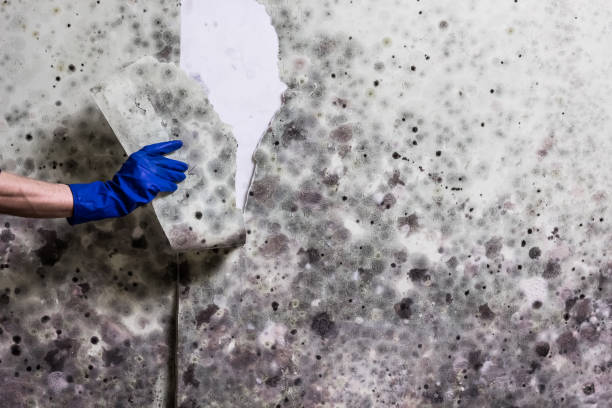 Certified Mold Removal in Kekaha, HI